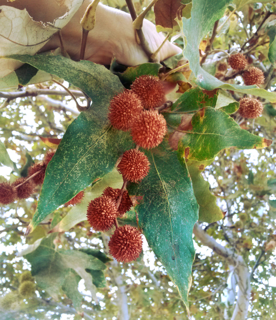 Sycamore Seed Pods